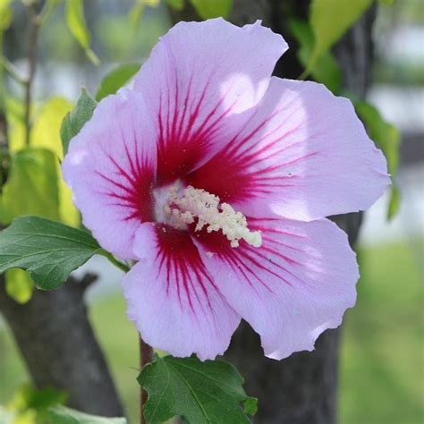 木槿樹|ムクゲ（木槿）ってどんな花？初夏に咲くはかない白い花。